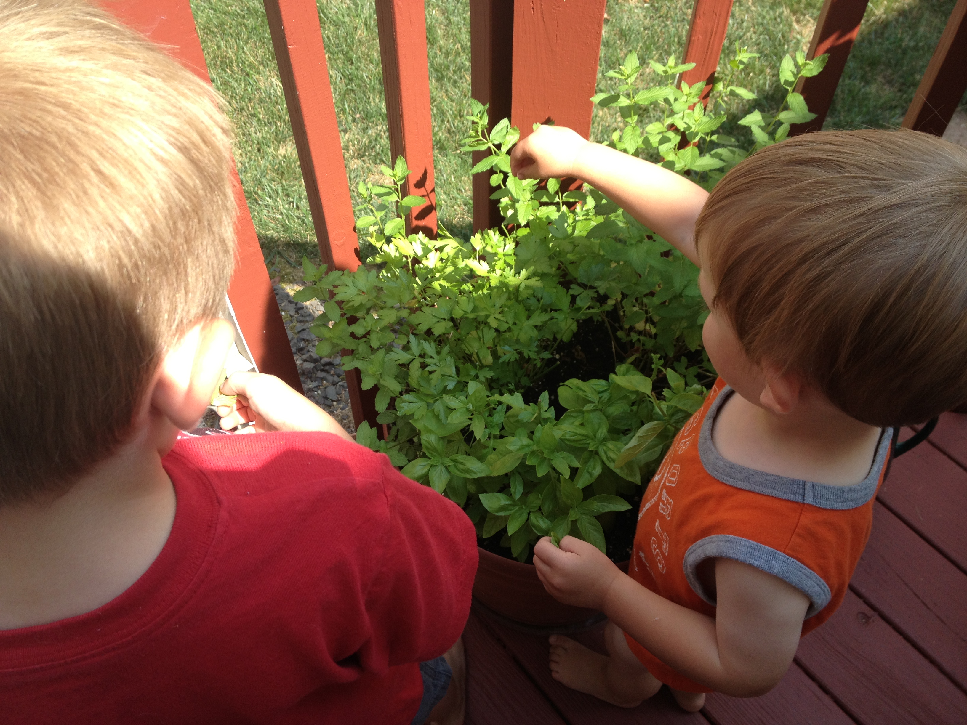 Planting basil and parsley are a great first garden options for kids (and adults)!