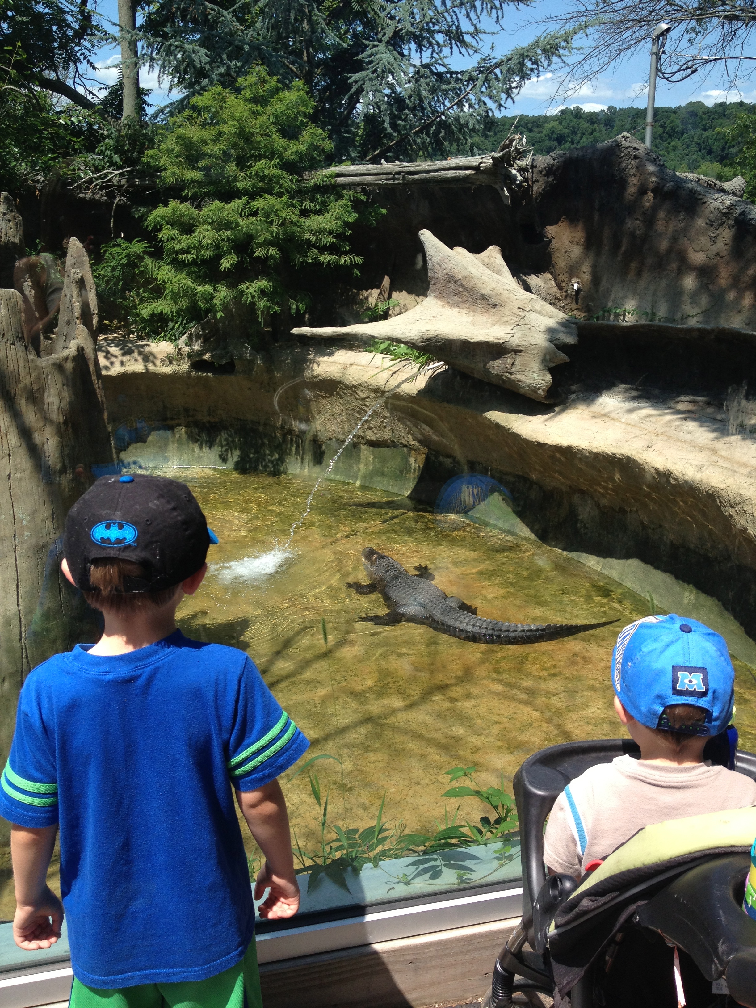 The boys loved seeing the alligator at Turtle Back Zoo!