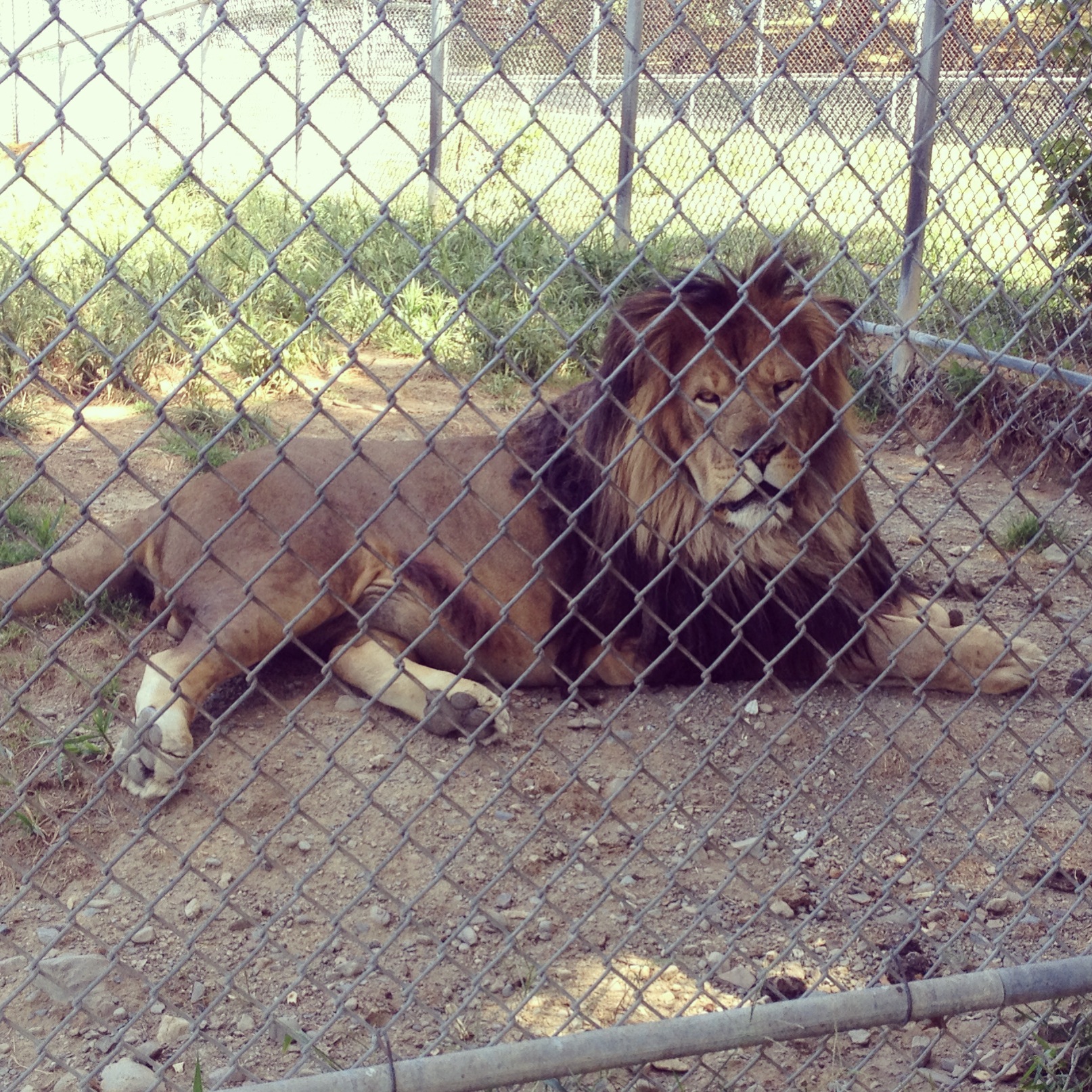 Visiting a zoo with a lion, like Space Farms Zoo, is a great way to get excited for Disney!