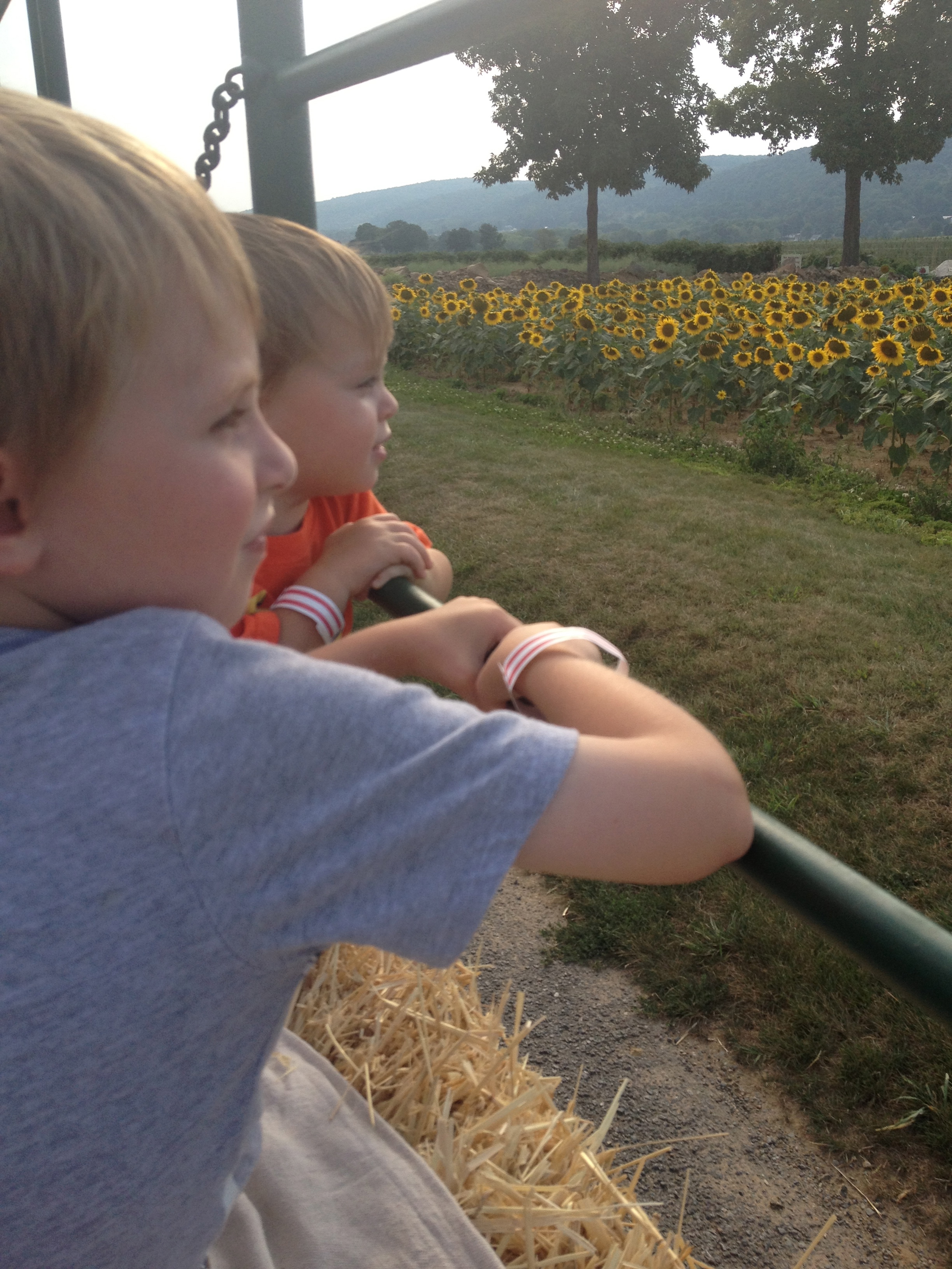 The boys were captivated by all the sights around the farm!