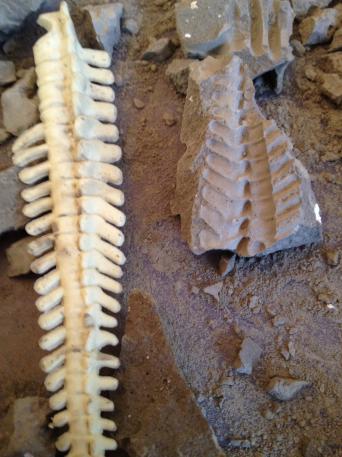 Fossils and Dirt